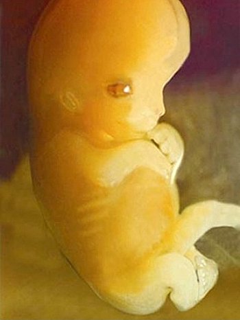 Embryo Entwicklung
